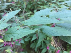 Salvia iodantha