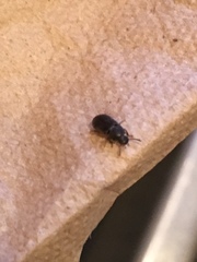 Tenebrionidae