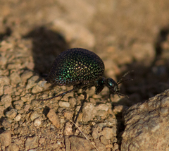 Cysteodemus wislizeni