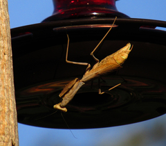 Stagmomantis limbata