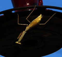 Stagmomantis limbata