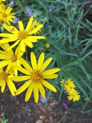 Senecio stoechadiformis