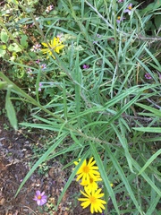 Senecio stoechadiformis