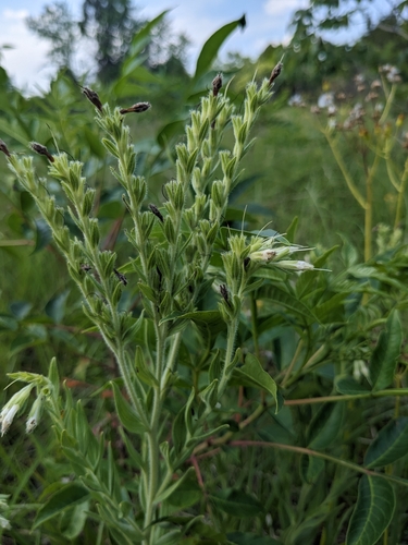 Image of Lithospermum molle by (c) Alaina Krakowiak, some rights reserved (CC BY)