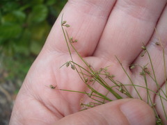 Isolepis sepulcralis