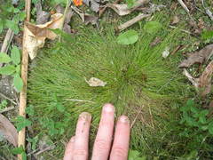 Isolepis sepulcralis