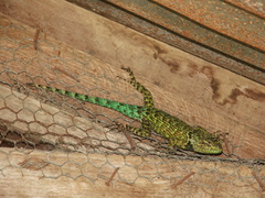 Sceloporus taeniocnemis
