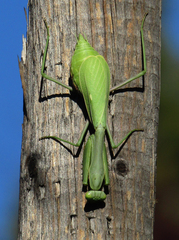 Stagmomantis limbata