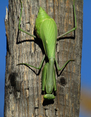 Stagmomantis limbata