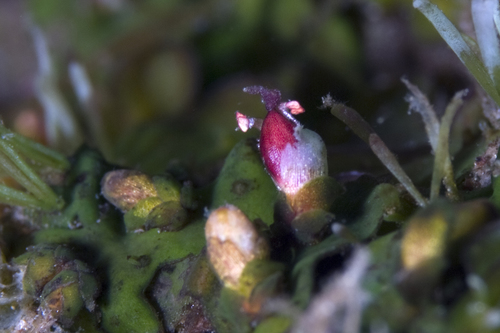 Hydrobryum puncticulatum iNat (1)