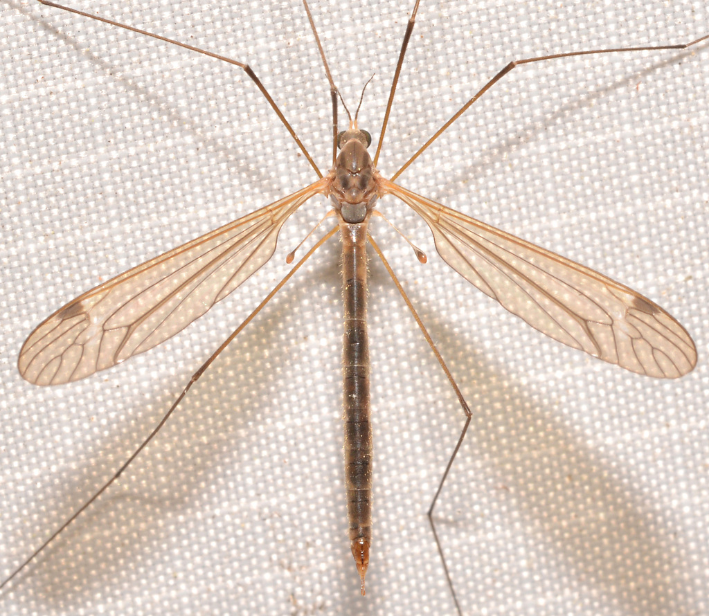Tipula oropezoides