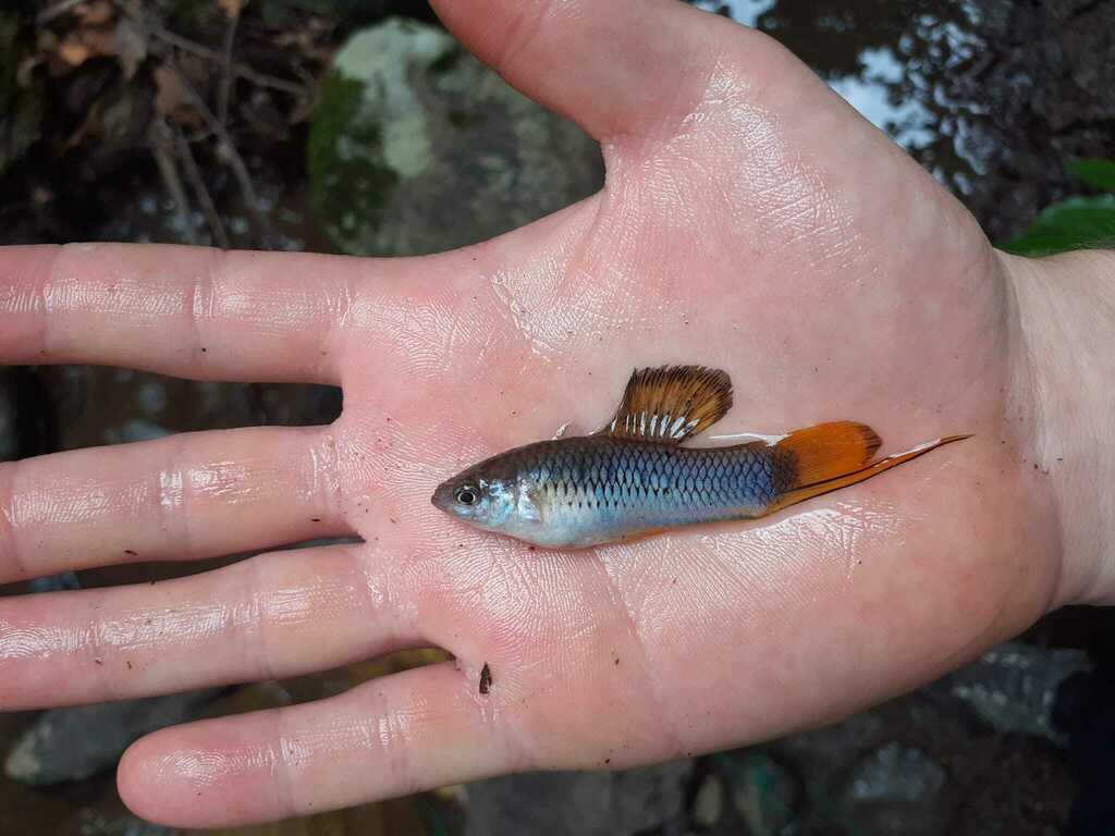 Malinche swordtail (Xiphophorus malinche) — Poeciliidae
