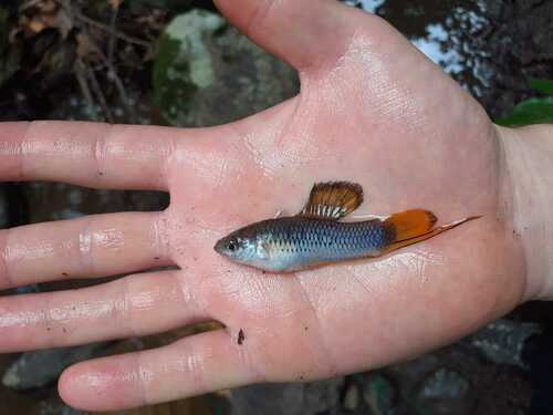 Malinche swordtail (Xiphophorus malinche) — Poeciliidae