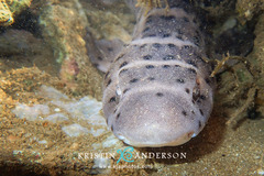Atelomycterus macleayi