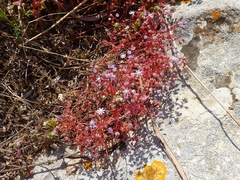 Sedum caeruleum