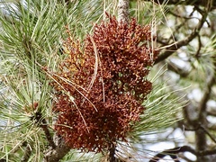 Arceuthobium vaginatum cryptopodum