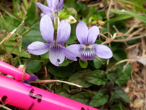 Common dog violet