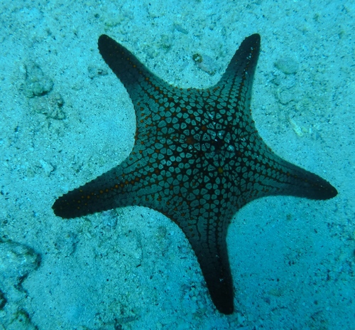 Pentaceraster cumingi