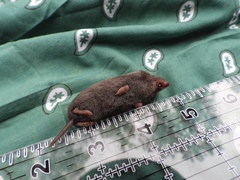 Blarina carolinensis