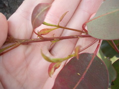 Cryptoneossa triangula