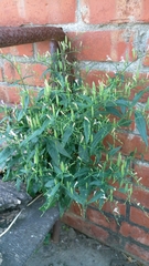 Andrographis paniculata