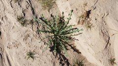 Streptanthus longirostris