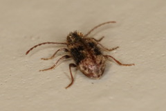 Gynopterus