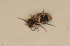 Gynopterus