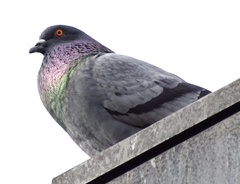 Columba livia