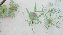 Streptanthus longirostris