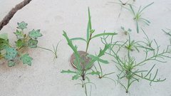 Streptanthus longirostris