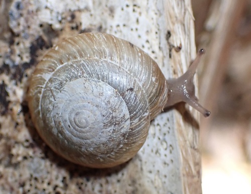 Greater Bermuda land snail