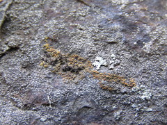Polycauliona bolacina
