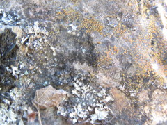 Polycauliona bolacina