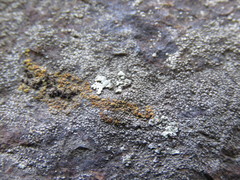 Polycauliona bolacina