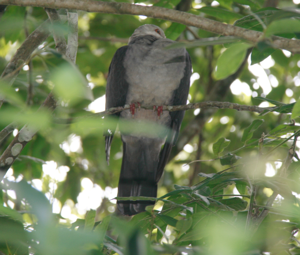 White-headed Pigeon from Manorina, D'Aguilar NP, Mount Nebo QLD 4520 ...