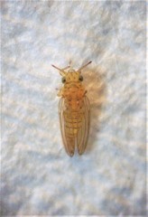 Cryptoneossa triangula