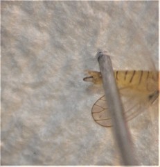 Cryptoneossa triangula