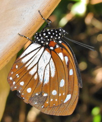 Charaxes wakefieldi