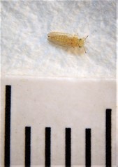 Cryptoneossa triangula