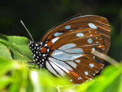 Charaxes wakefieldi