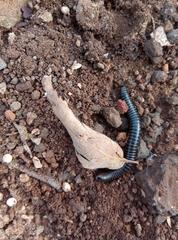 Archispirostreptus syriacus