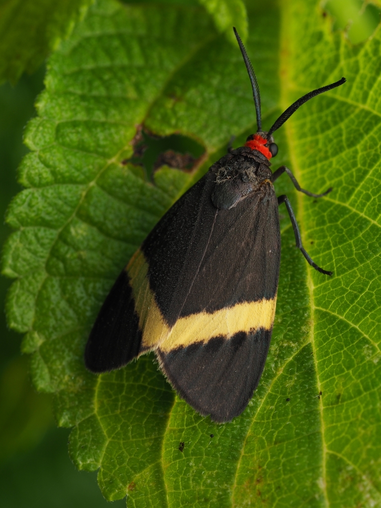 Pidorus gemina