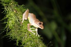 Pristimantis labiosus