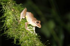 Pristimantis labiosus