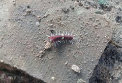 Rhetus arcius