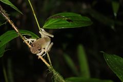 Pristimantis labiosus