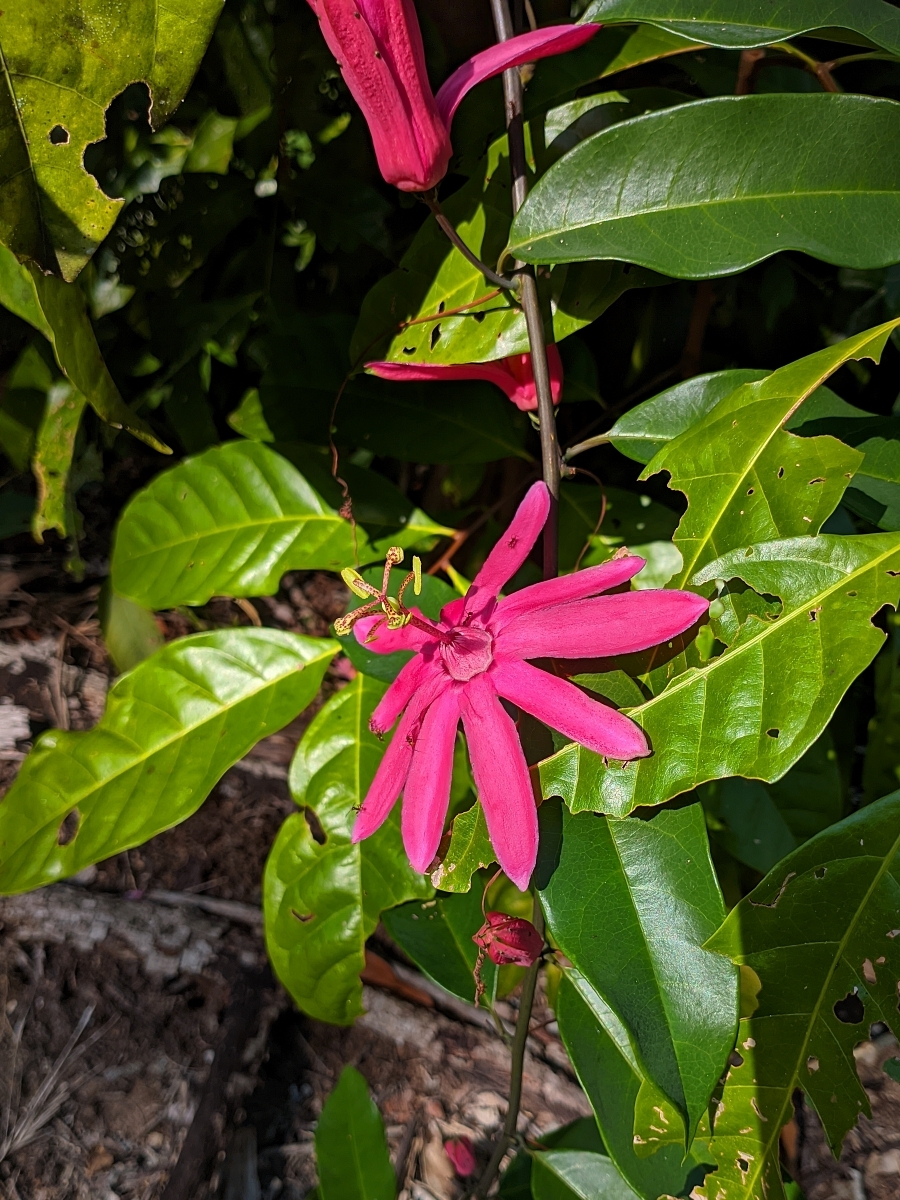 Passiflora variolata