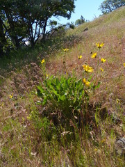 Balsamorhiza
