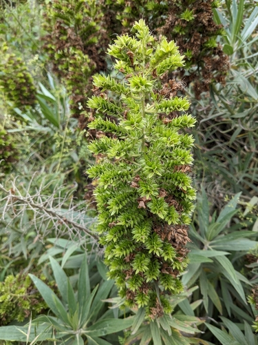 Echium candicans